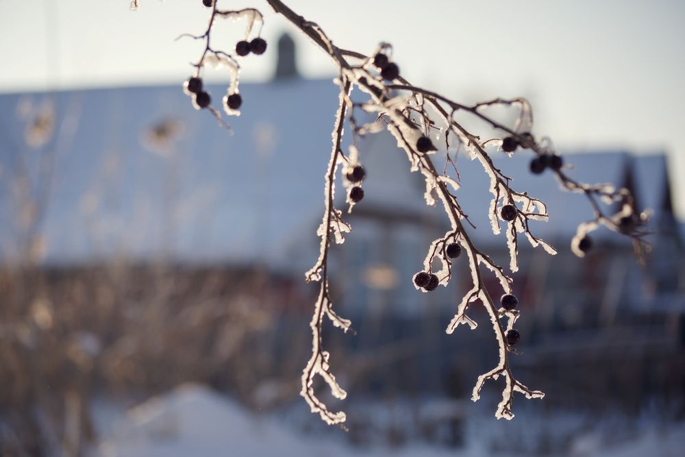 Ягоды боярышника зимой.