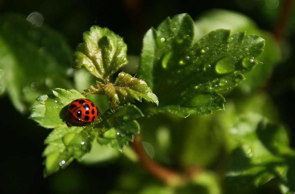 Photograph by Юрий Чистяков