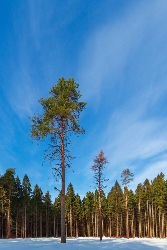 Фотография автора Светлана Верзилина