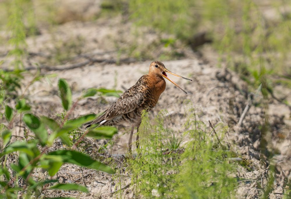 Photograph by Альварис Сукманюк
