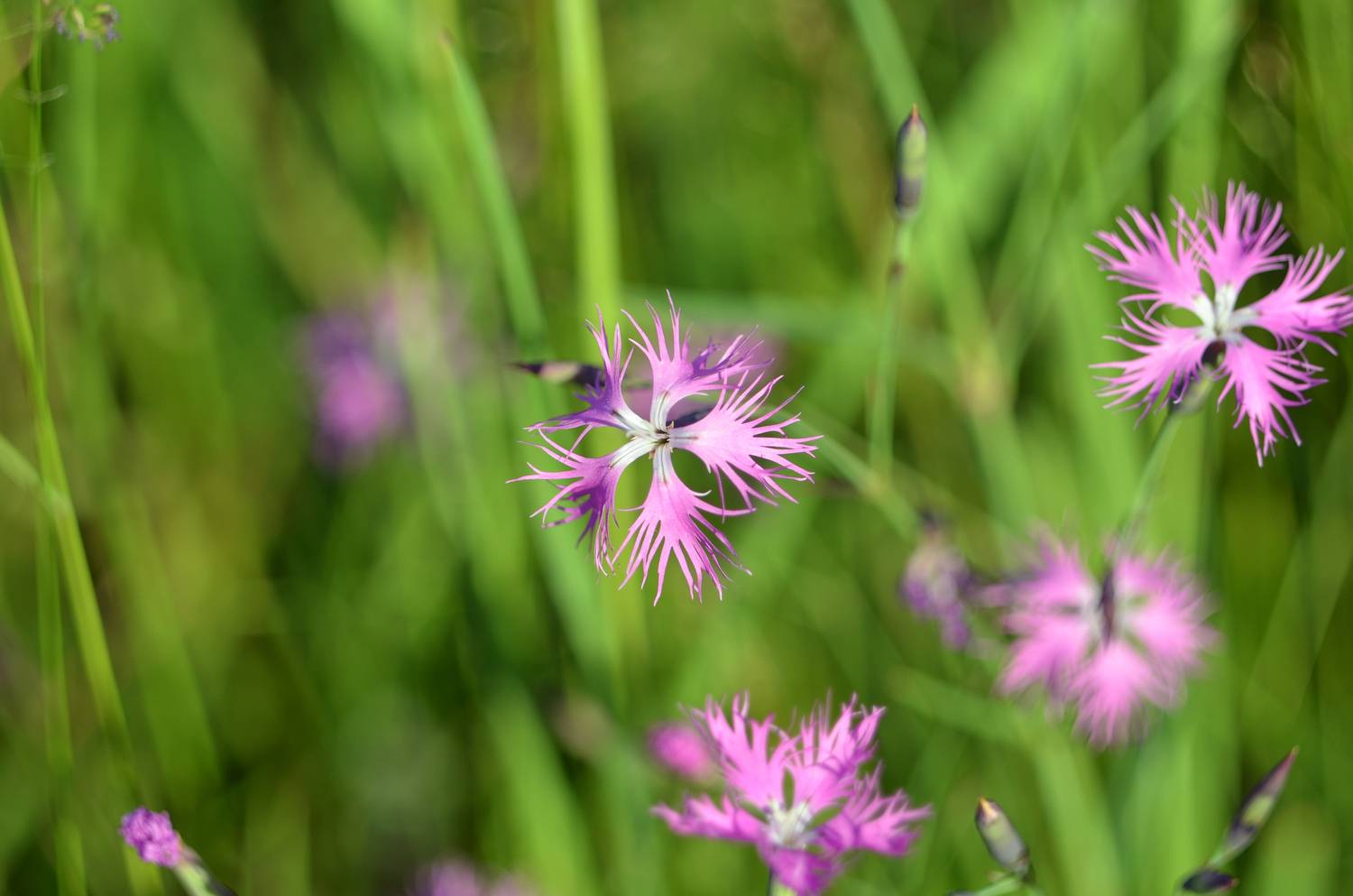 Фотография #13217884