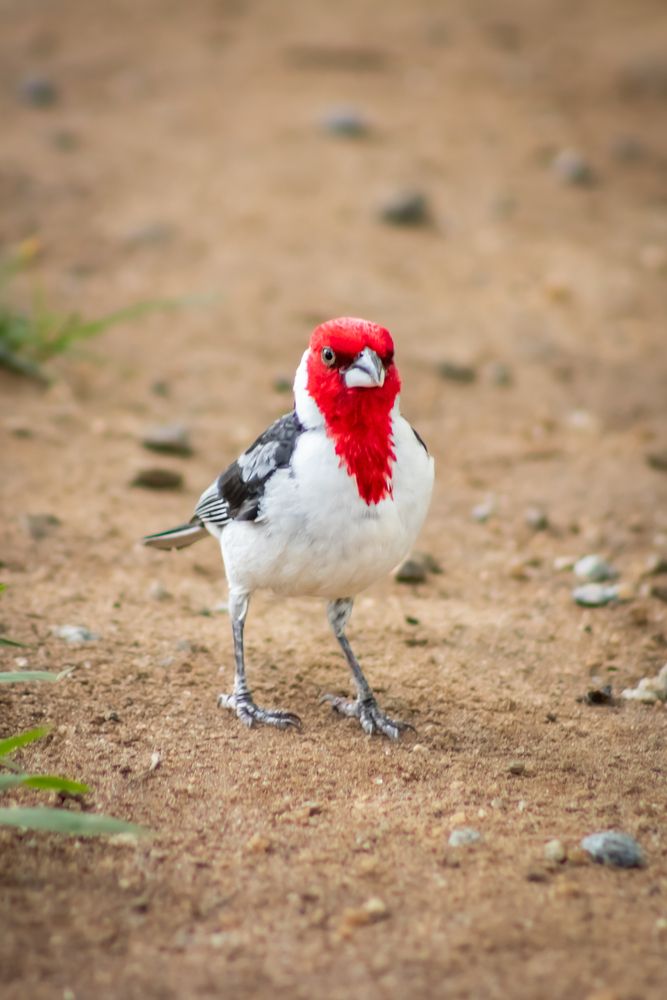 Red-cowled Cardinal
