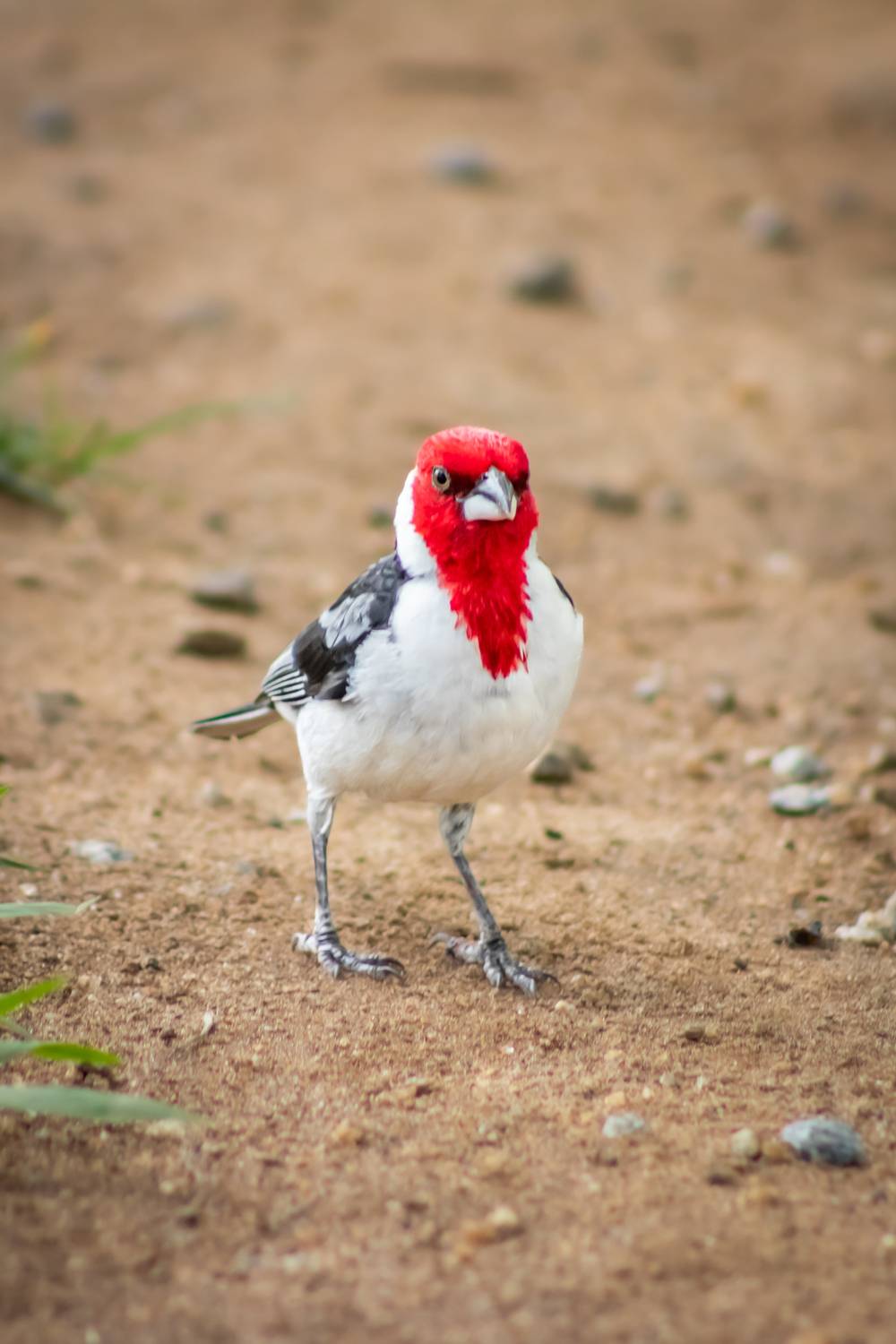Red-cowled Cardinal