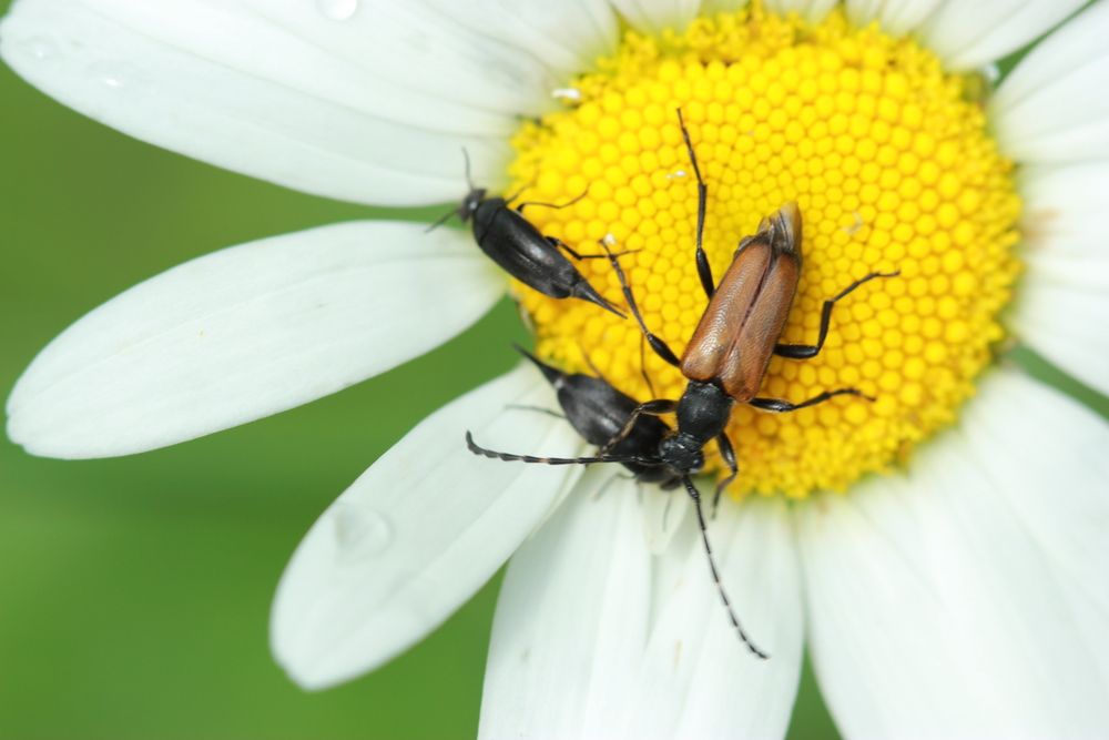 Фотография автора Анна-Лаймуте Милошевич