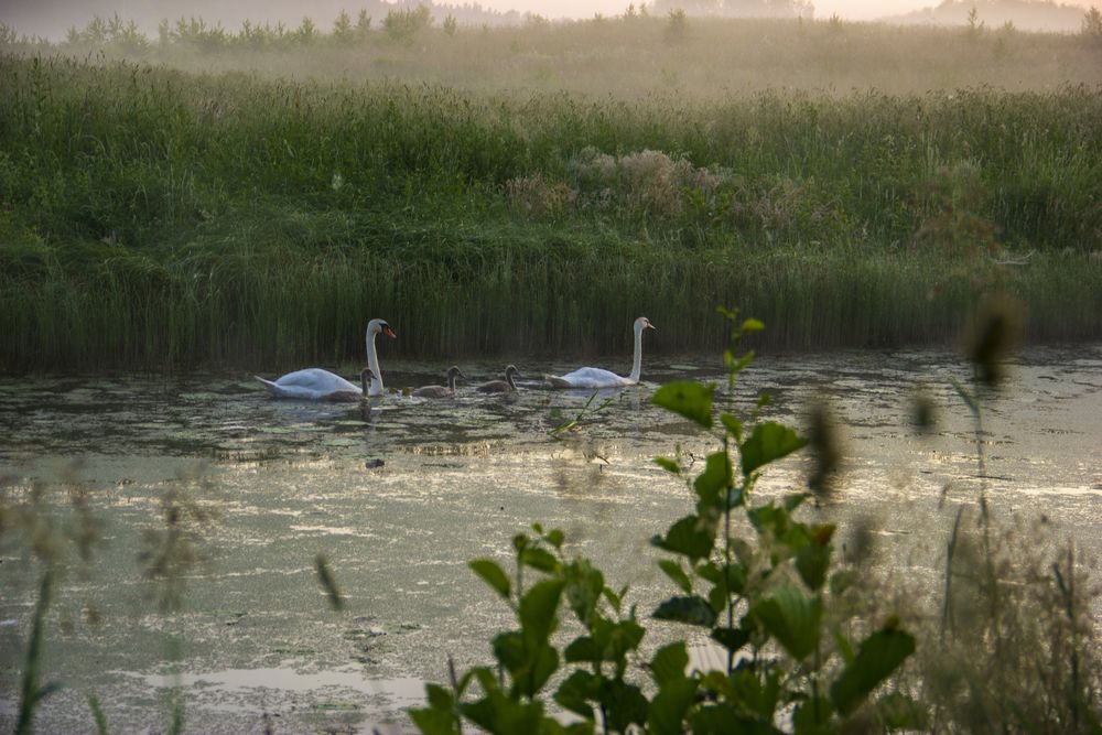 Фотография автора Анна-Лаймуте Милошевич
