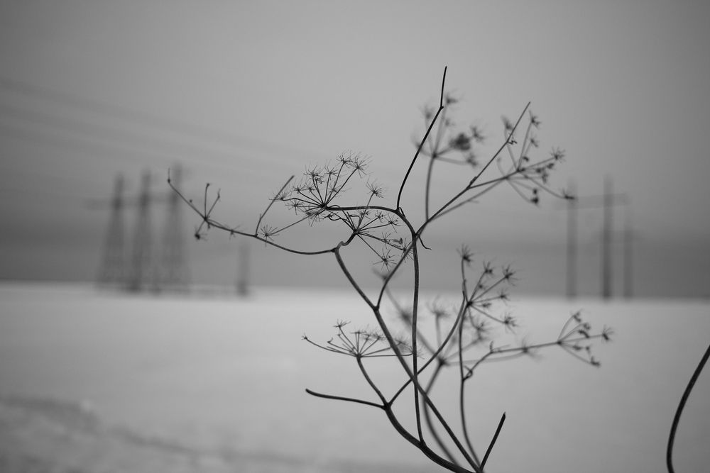 Photo #13218356