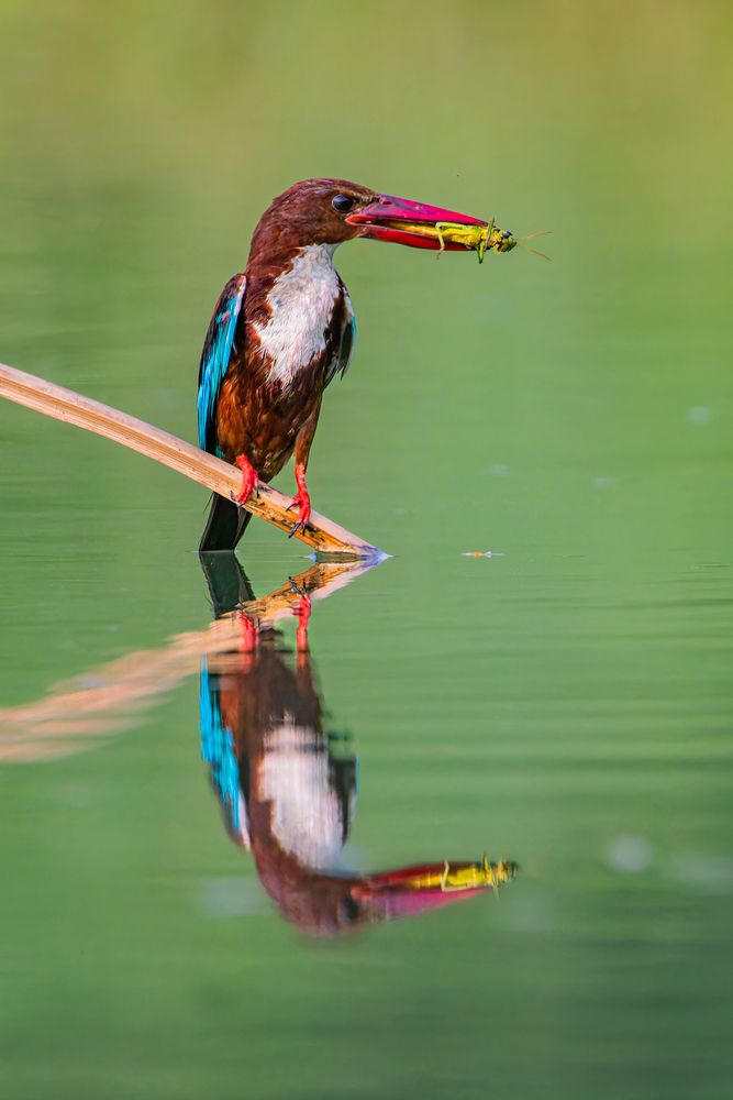 Reflection of Hunter