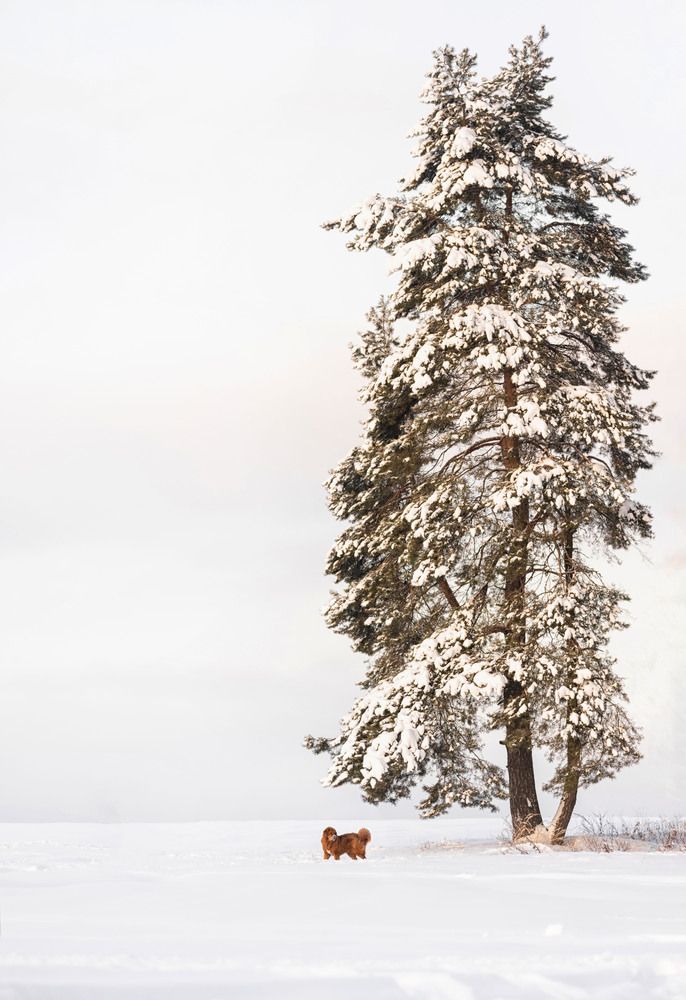 Photograph by Ольга Петракова