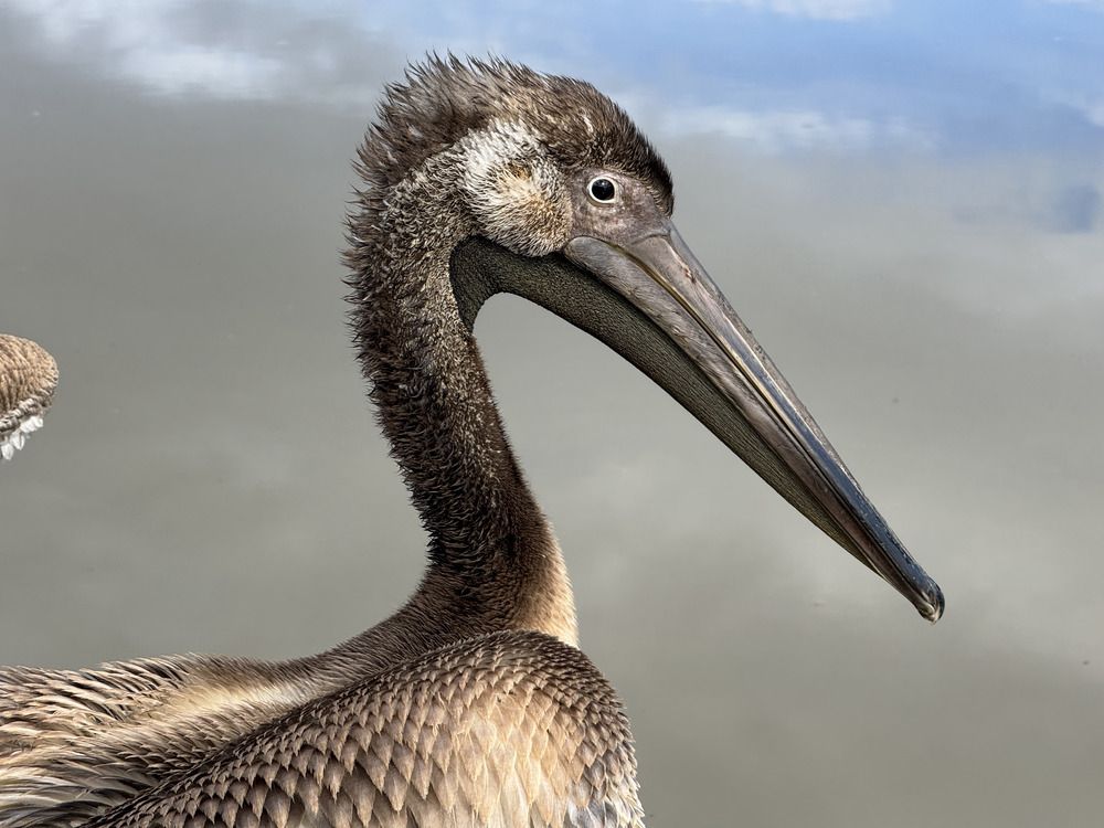 Розовый пеликан