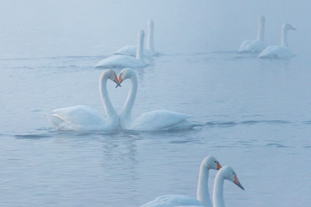 Photograph by Ольга Крицак