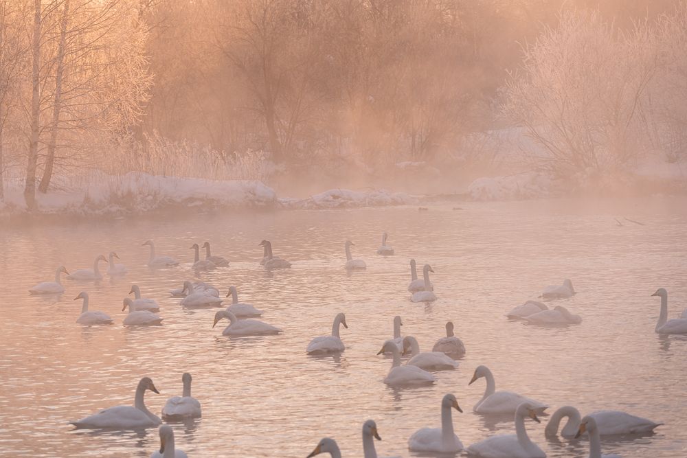 Photograph by Ольга Крицак