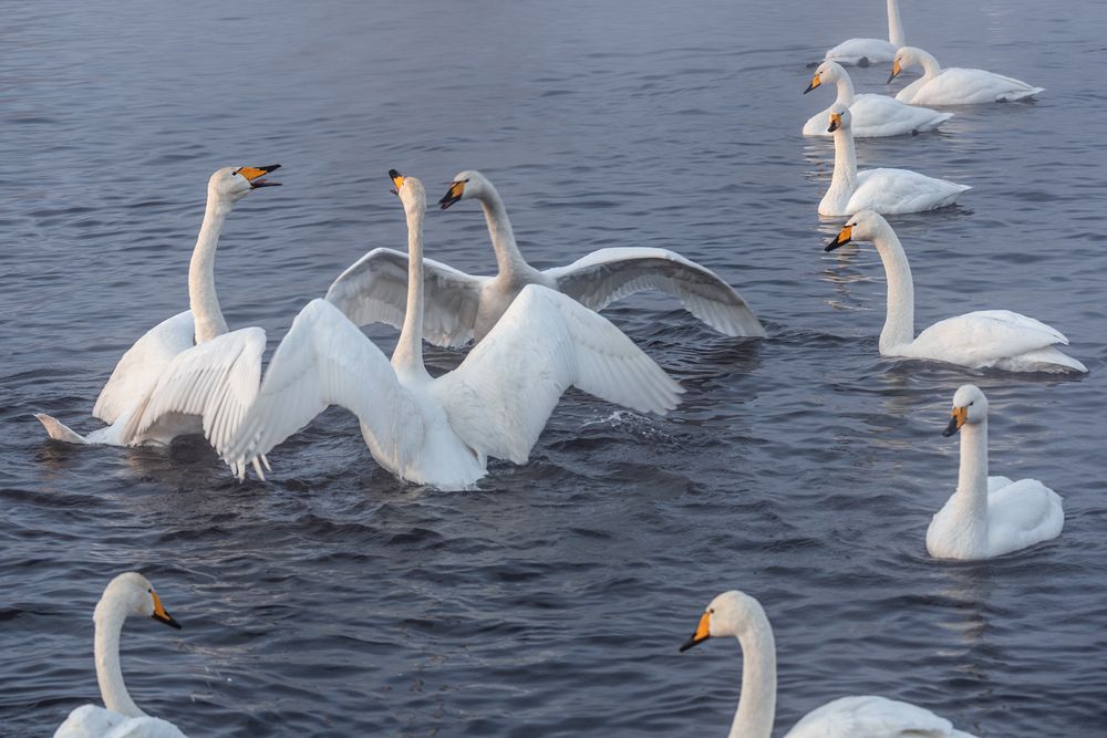 Photograph by Ольга Крицак