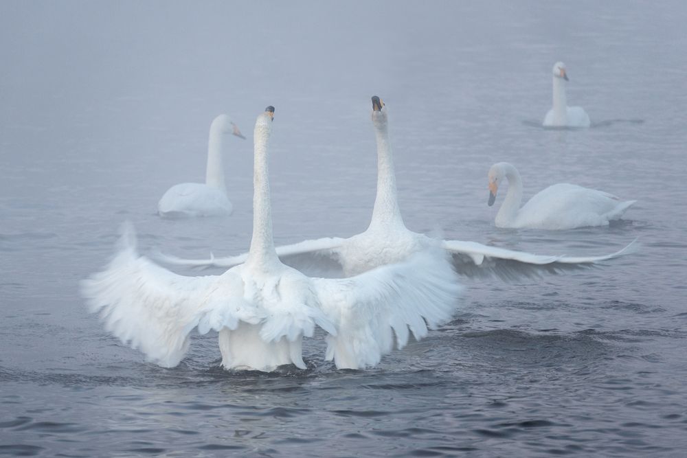 Photograph by Ольга Крицак