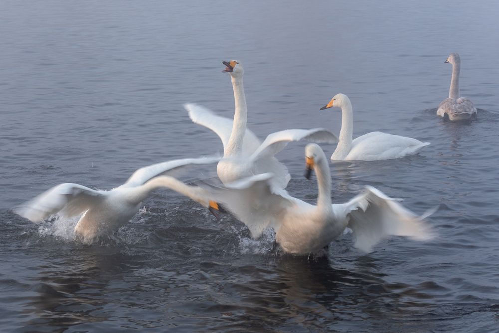 Photograph by Ольга Крицак