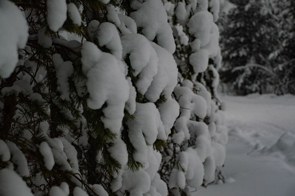 Photo #13218657