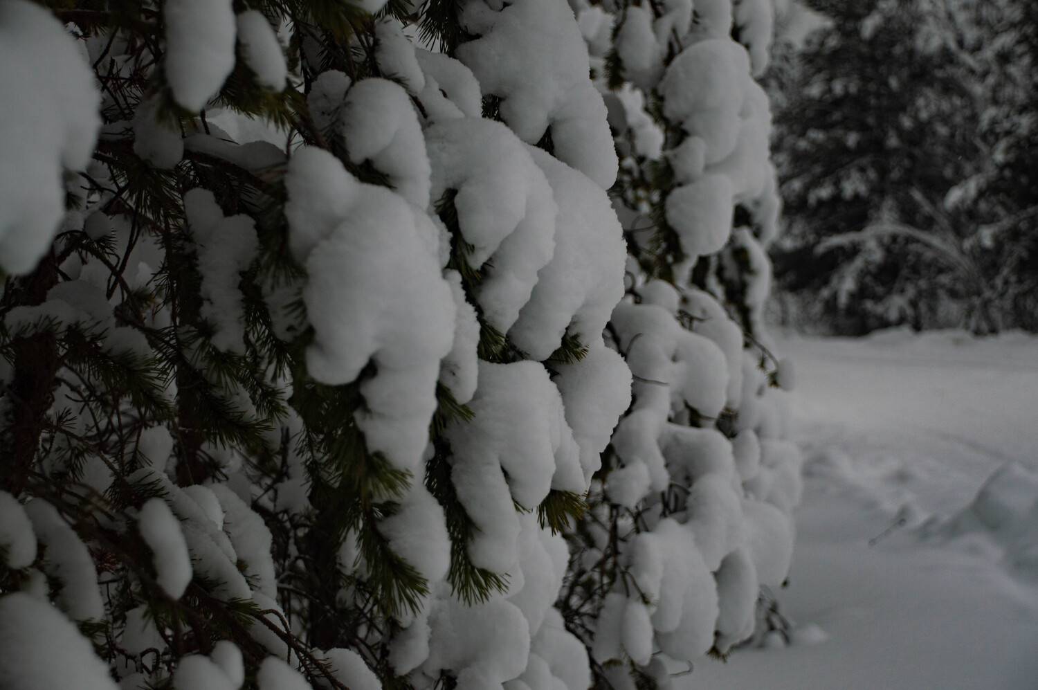 Photo #13218657