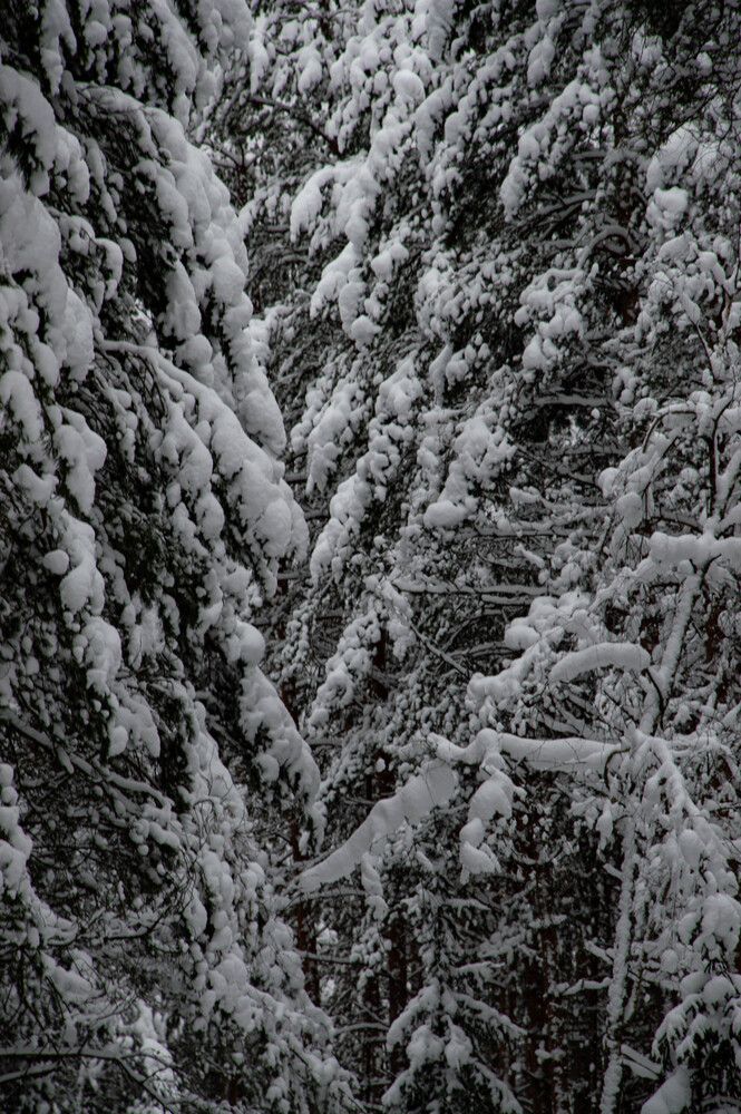 Photo #13218659