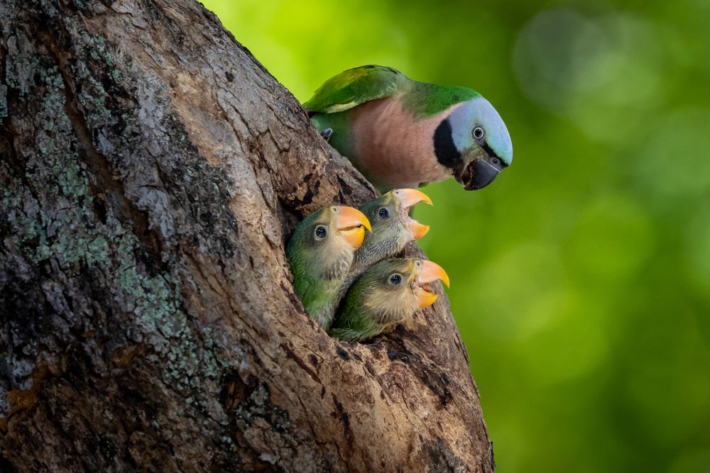 Curious Parakeet Family