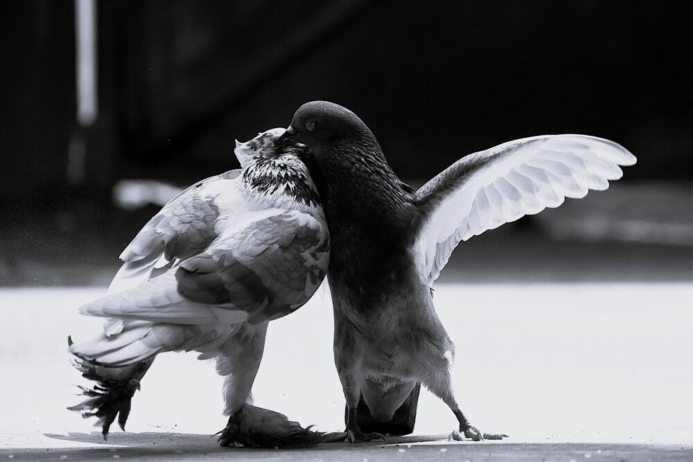 Photograph by Sahisnu Saha