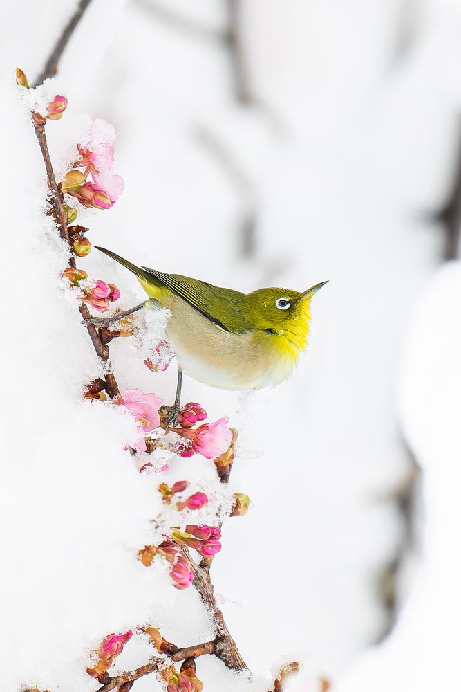 Фотография автора Uesan Aliace