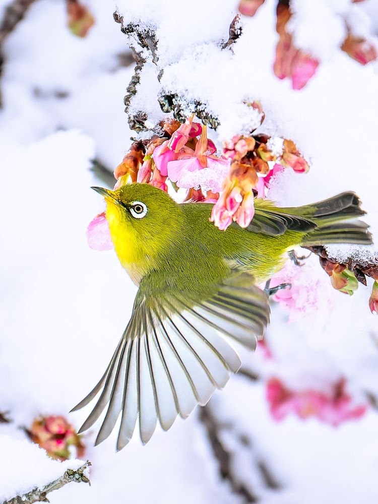 Фотография автора Uesan Aliace