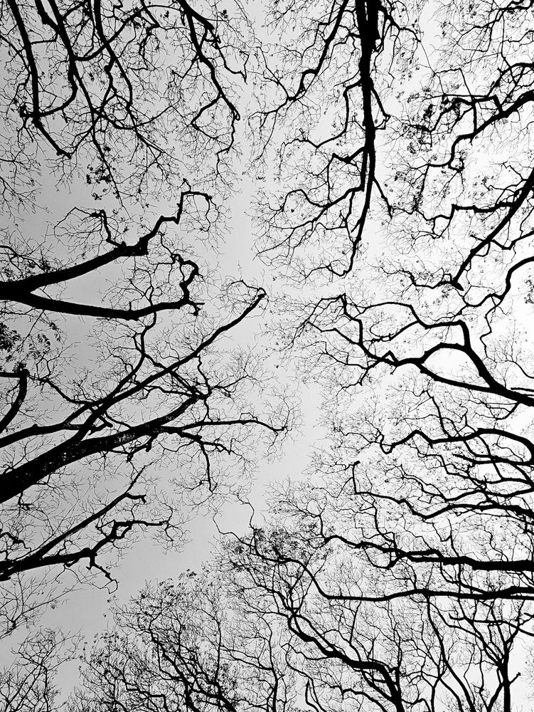 Veins of Life