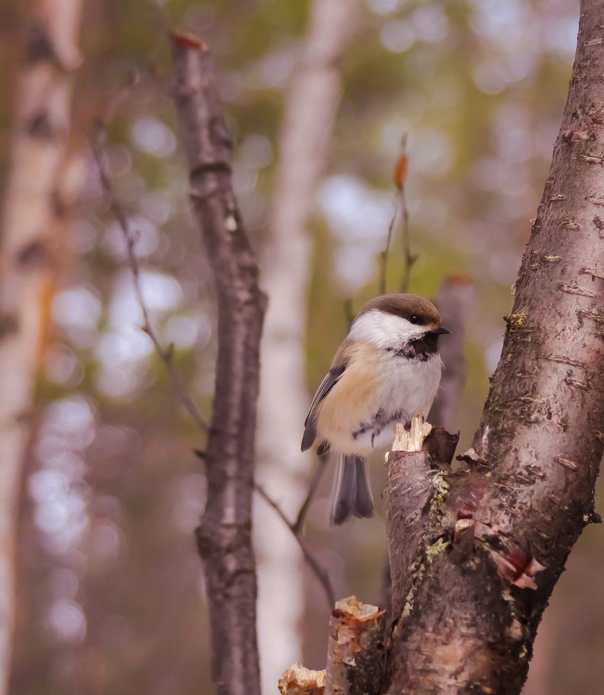 Photograph by Лилия Мархинина