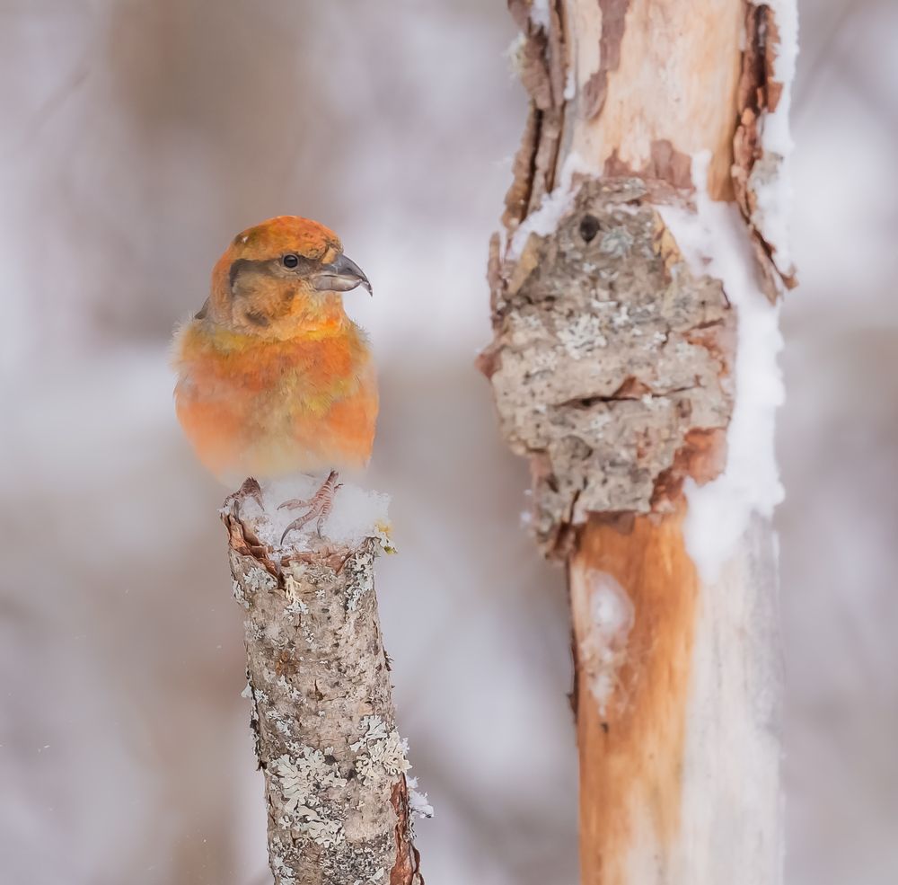 Фотография автора Елена Хорохорина