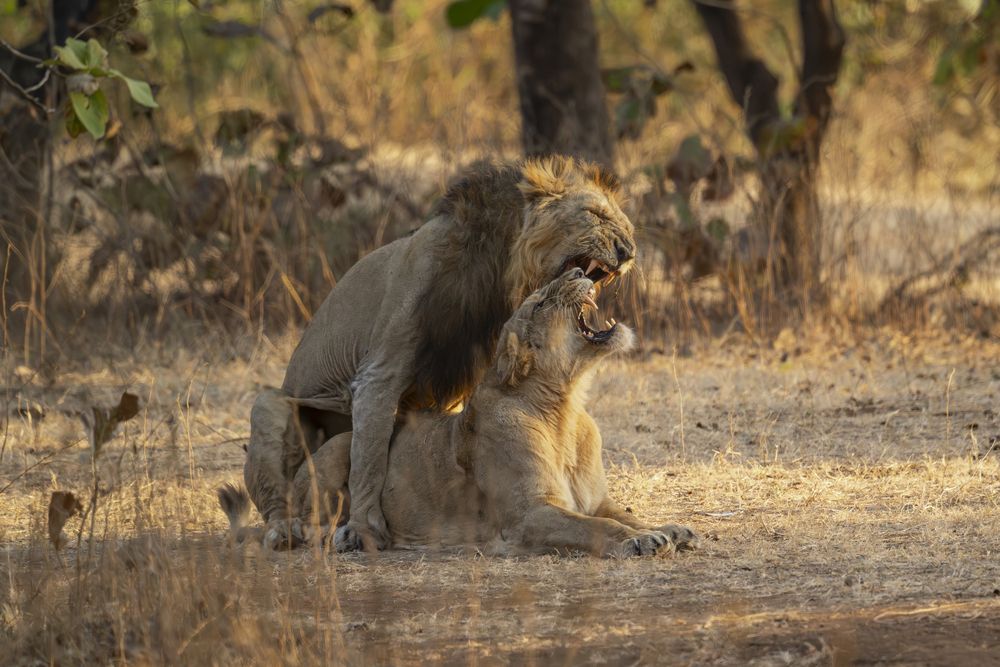 Lions mating