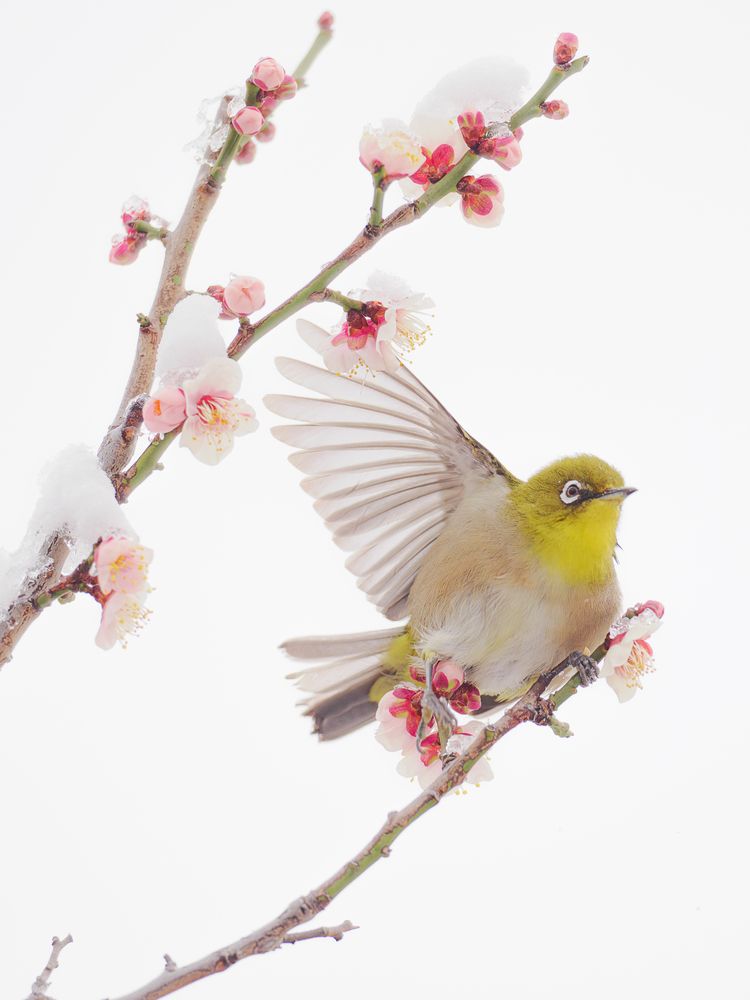 Photograph by Asahina Akira