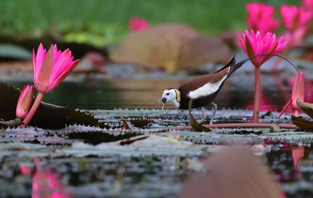 Photograph by AYANENDU DE