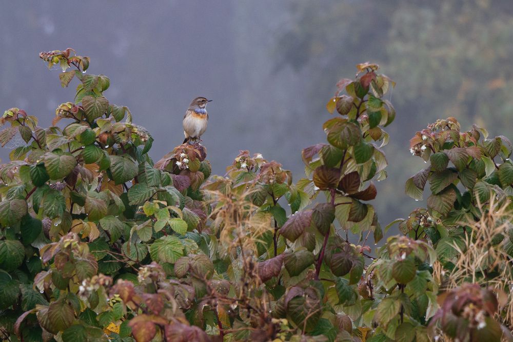 Photograph by Елизавета Кутанина