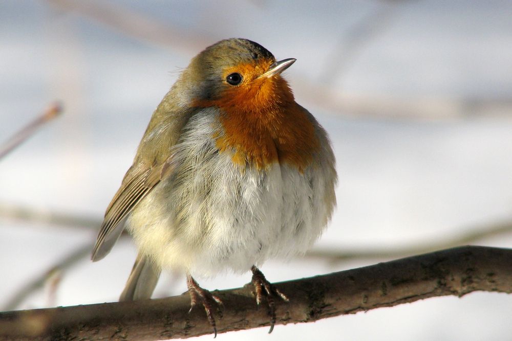 Photograph by Юрий Соколков