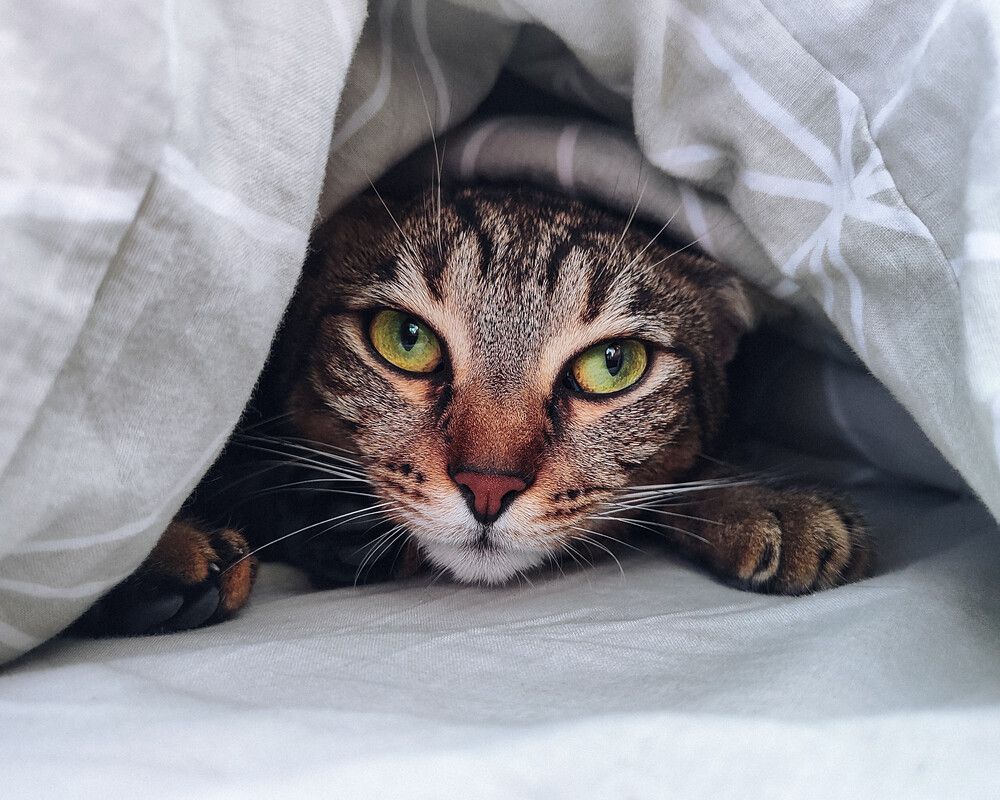 Under the covers
