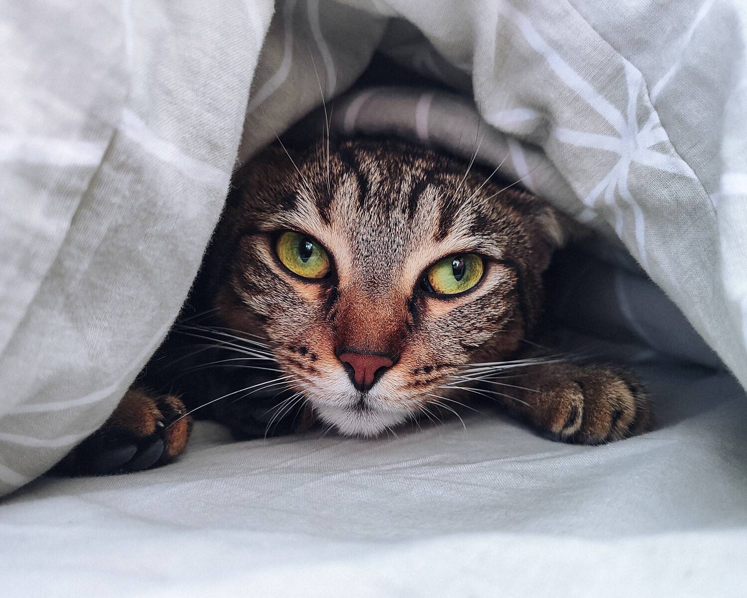 Under the covers