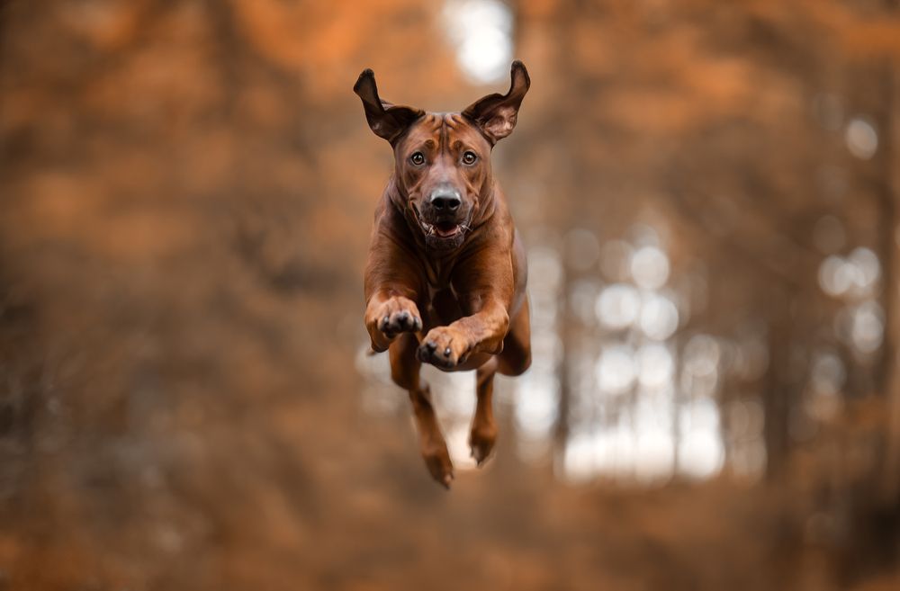 Photograph by Yong Lei van Barlingen