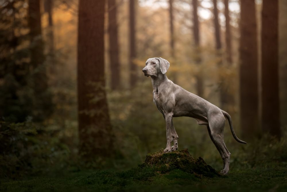 Photograph by Yong Lei van Barlingen