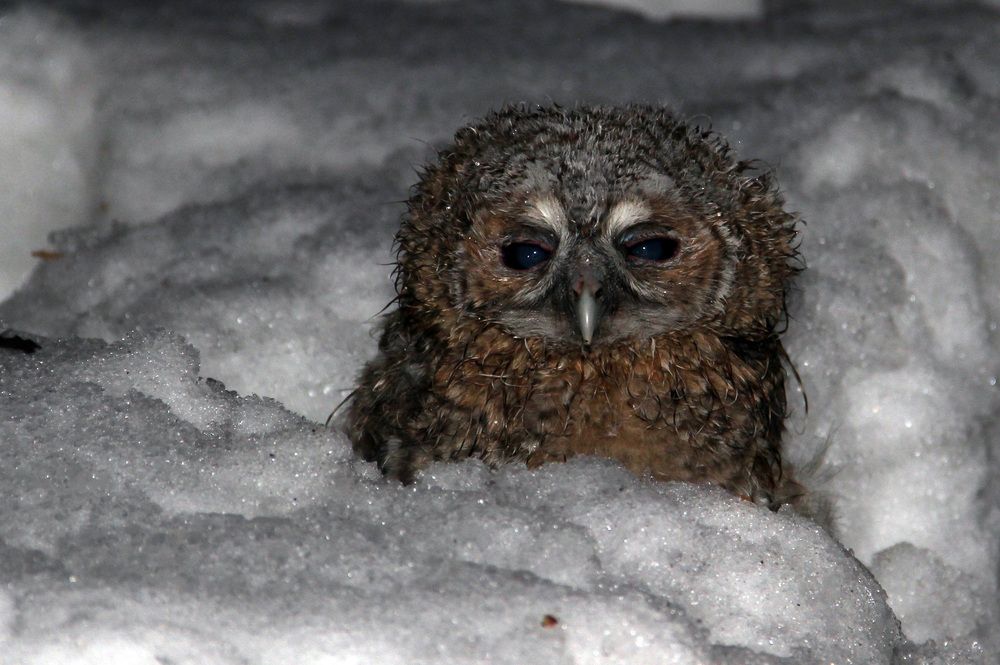 Photograph by Юрий Соколков