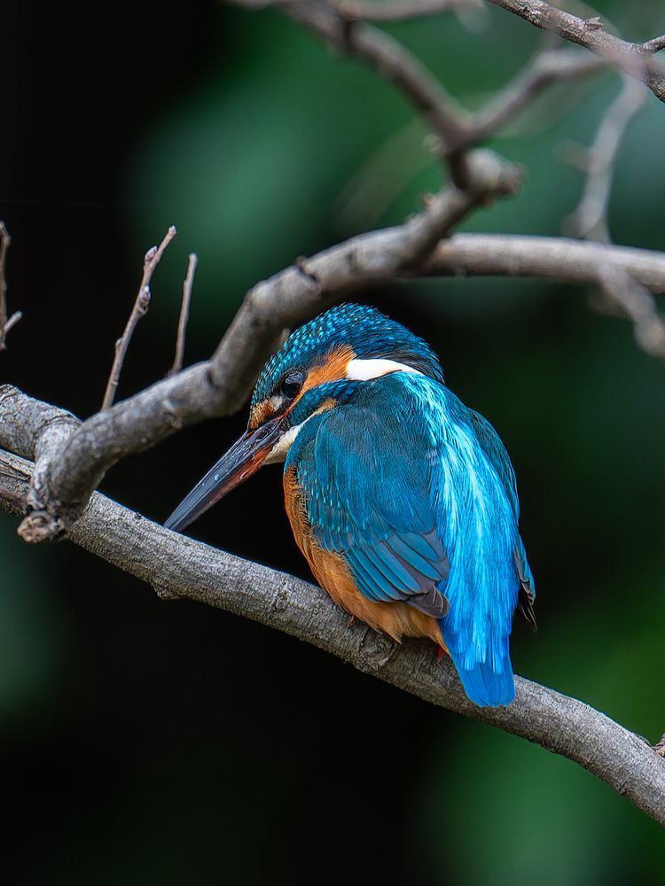 Фотография автора Uesan Aliace