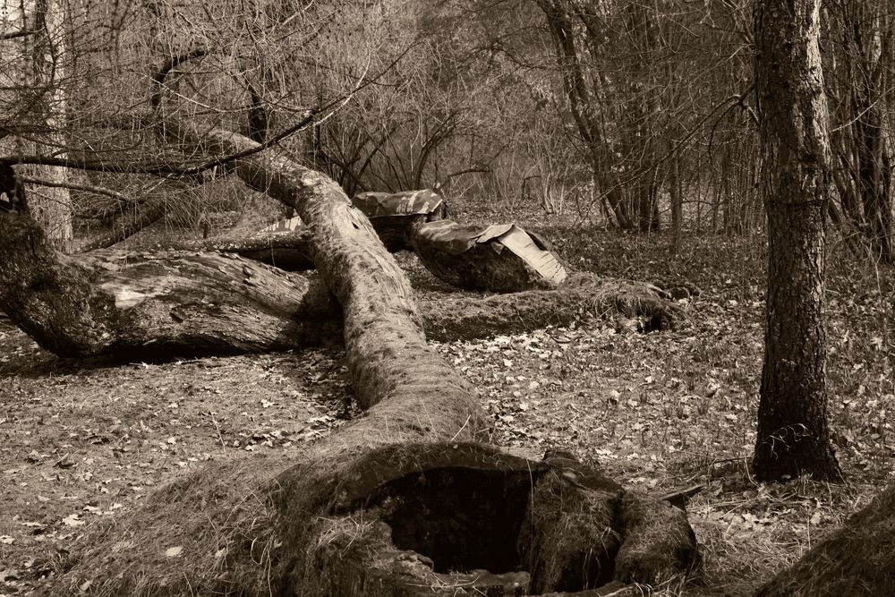 Photograph by Татьяна Кормщикова
