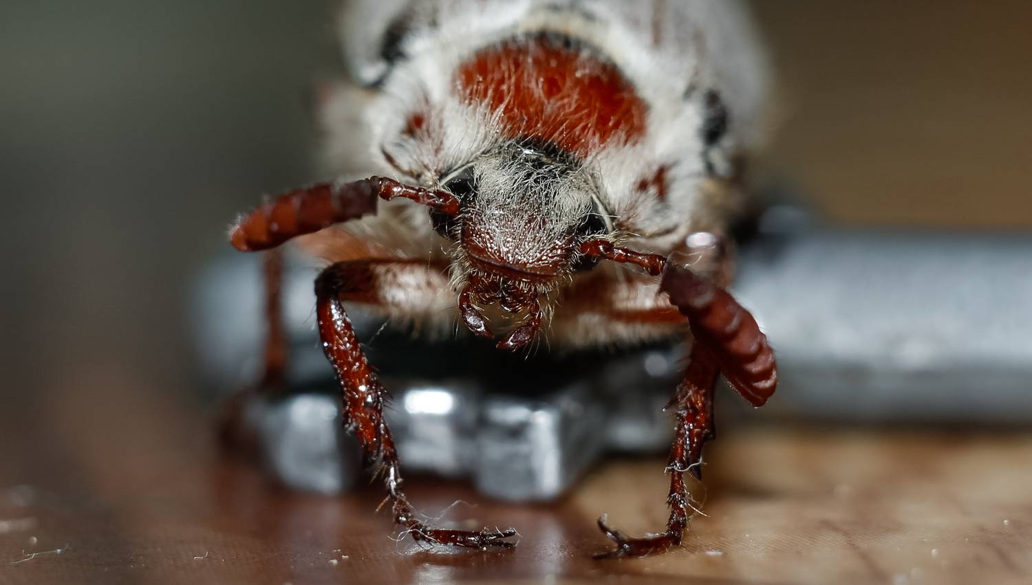 May beetle from the front