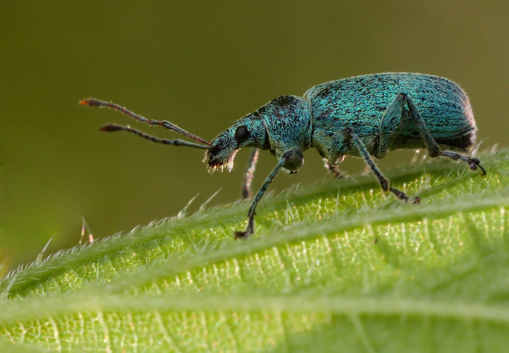 Photograph by Prometej