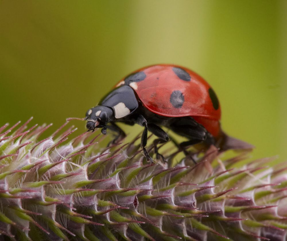 Photograph by Prometej