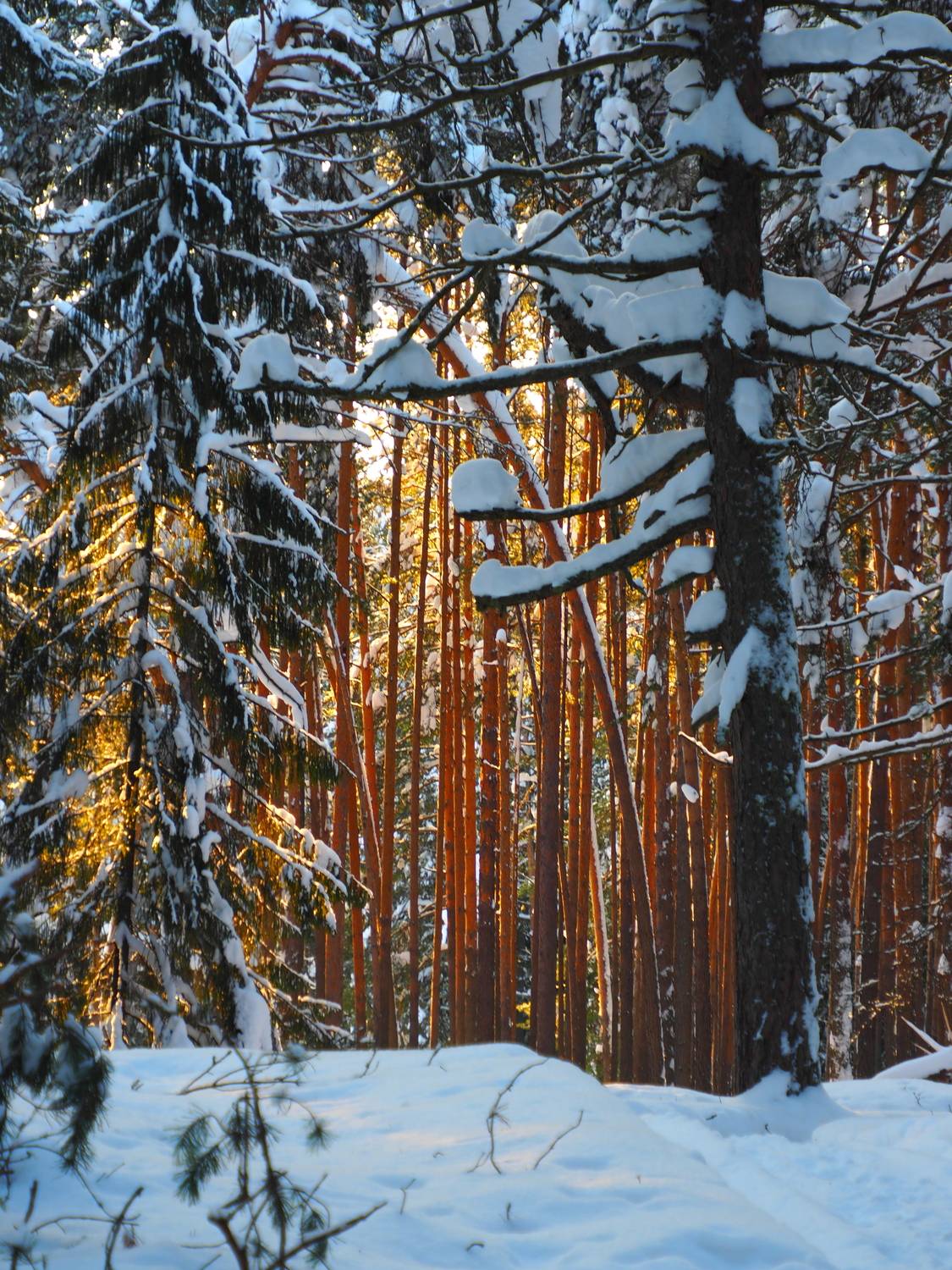 Фотография #13220307