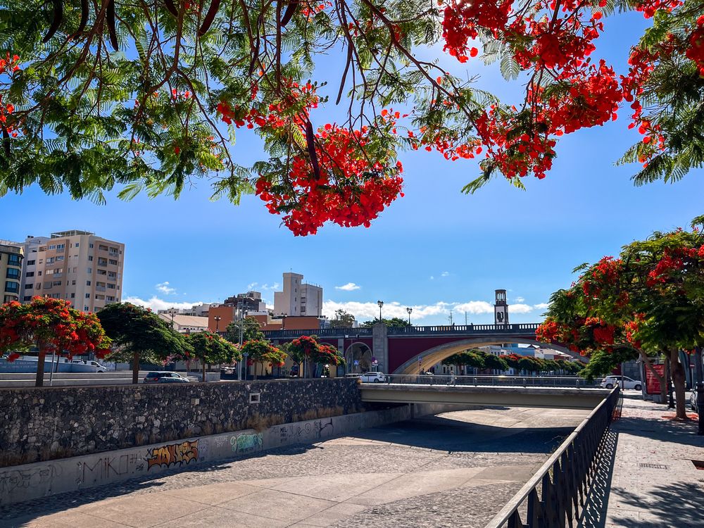 Under the fiery tree