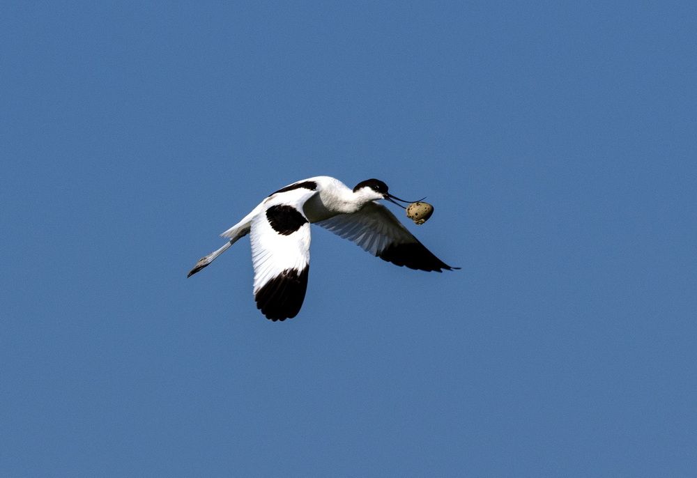 Ценный груз