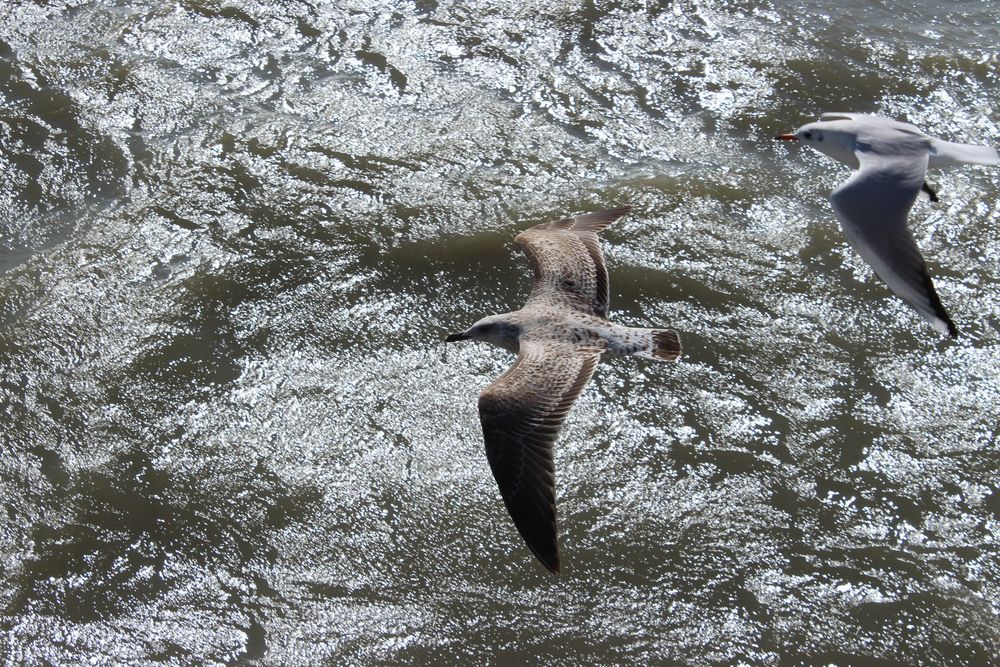 Photograph by Светлана Шубина