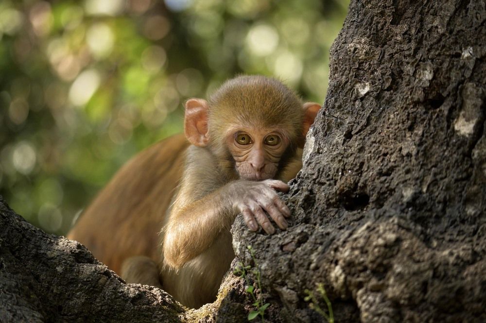 Little Watcher in the Trees