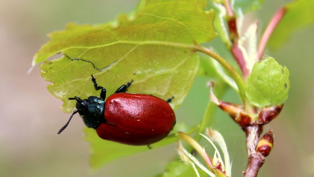 Photograph by Алексей Макаров