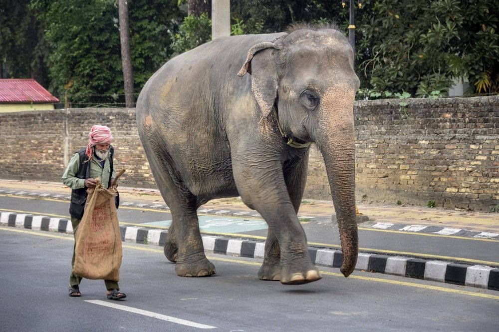 Comunity elephant on the street of Sauraha, Nepal